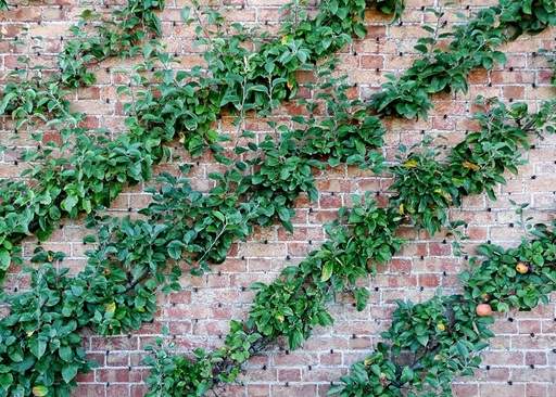 Apple trees grown as cordons against wall
